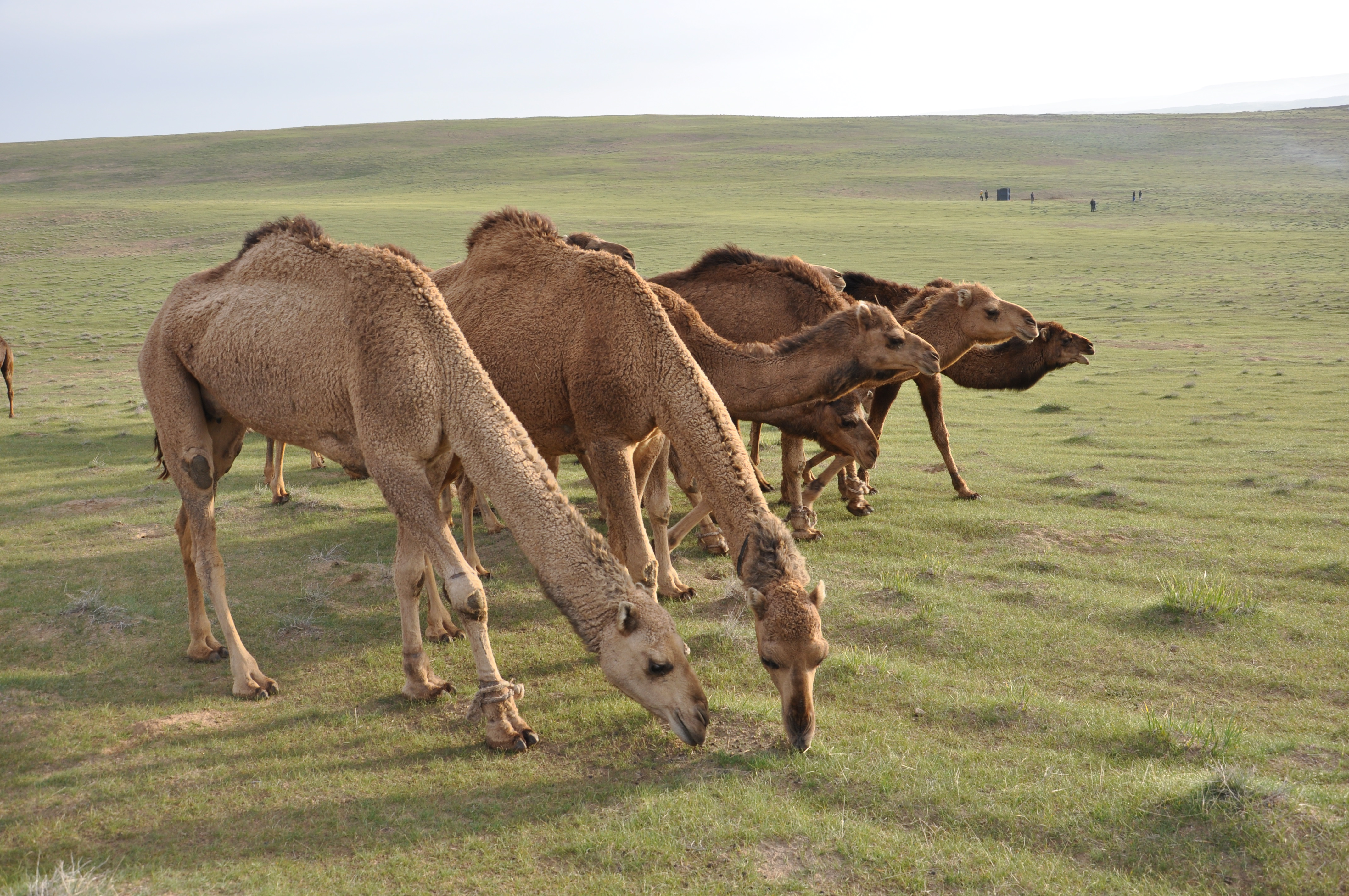 ÖRISI BAÝYŇ ÖNÜMI BAÝ